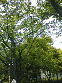 f0100480_13292095.jpg