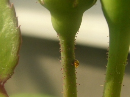 f0178381_21325855.jpg