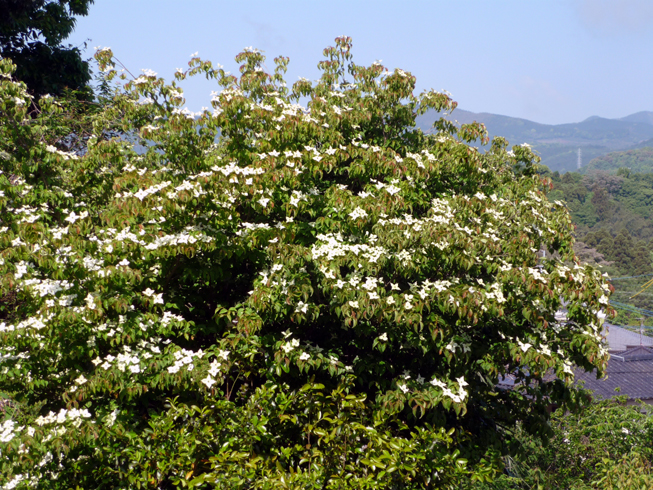 c0125283_1032236.jpg