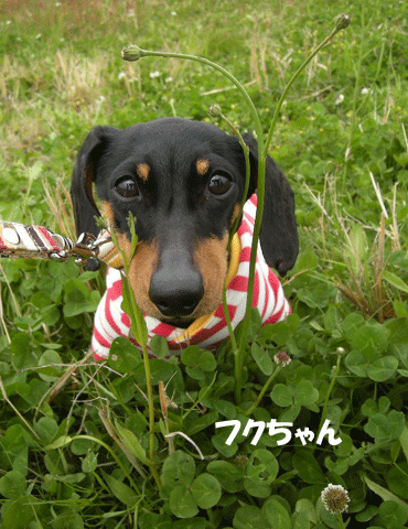 e0066883_23245193.gif