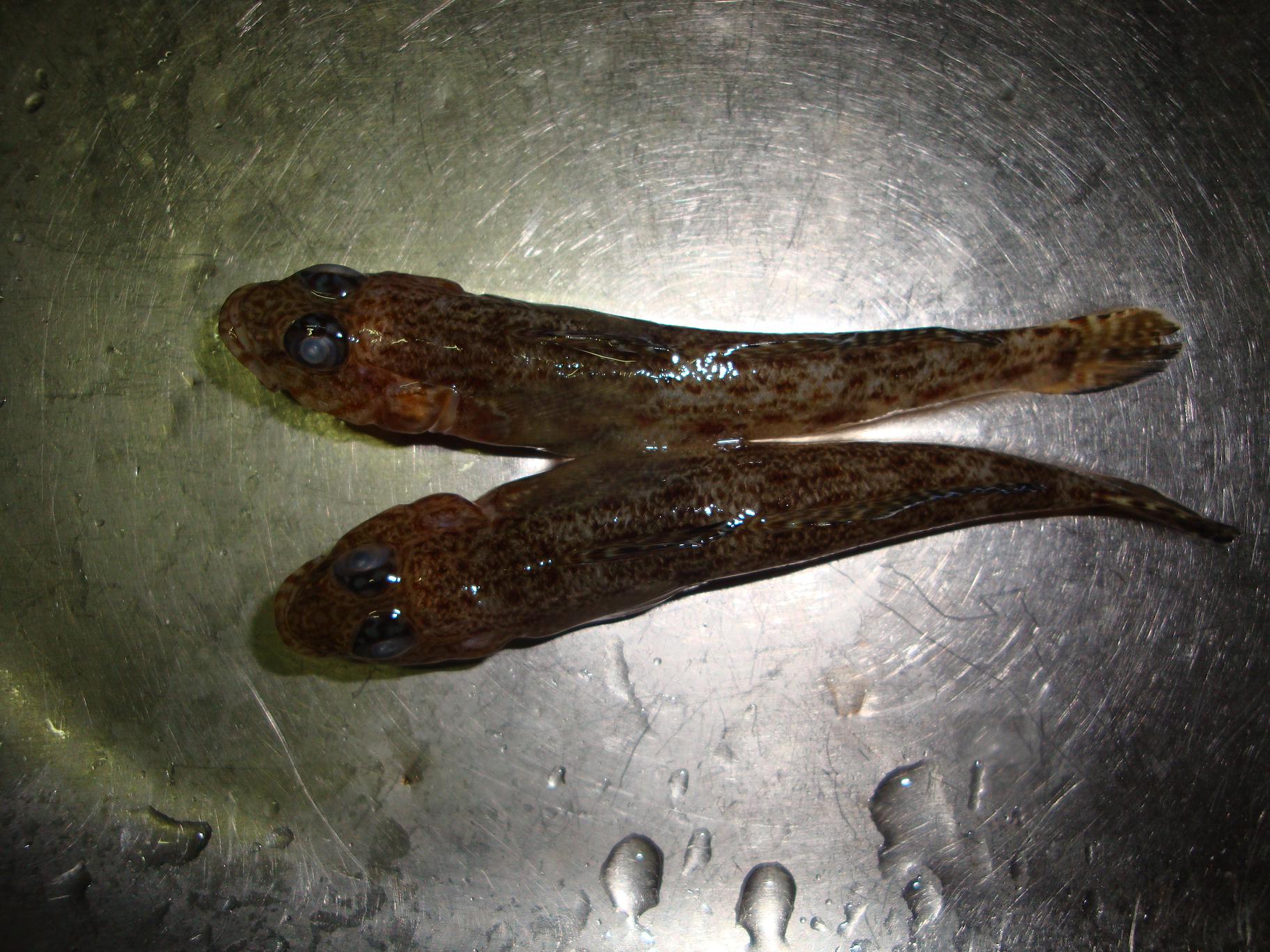 f0191888_1153867.jpg