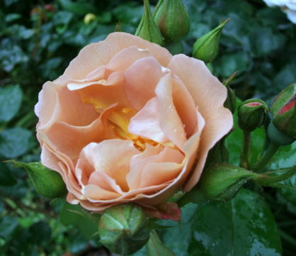 d0099791_12272851.jpg