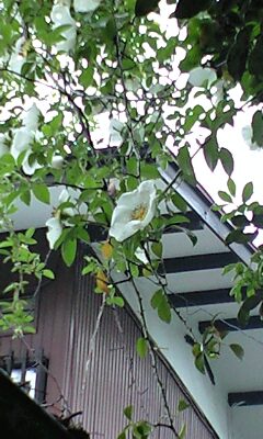 b0083902_2050266.jpg