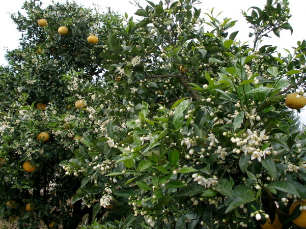 c0036203_18195396.jpg