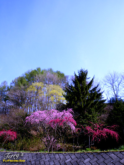 e0009009_1432137.jpg