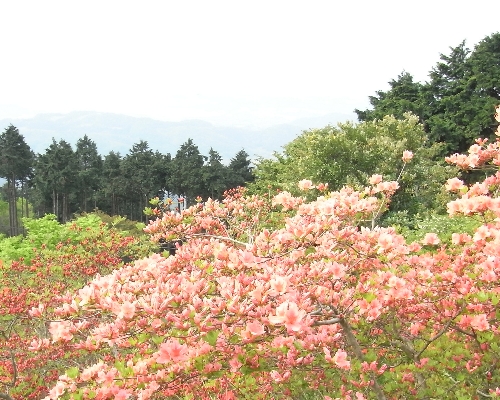f0006510_2320244.jpg