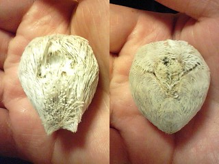 c0120316_1448505.jpg