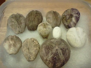c0120316_15362062.jpg