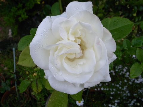 f0100920_1215588.jpg