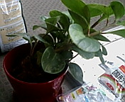 c0051529_205917100.jpg
