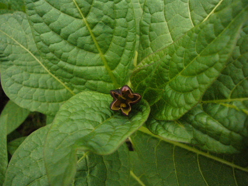 d0075131_23272318.jpg