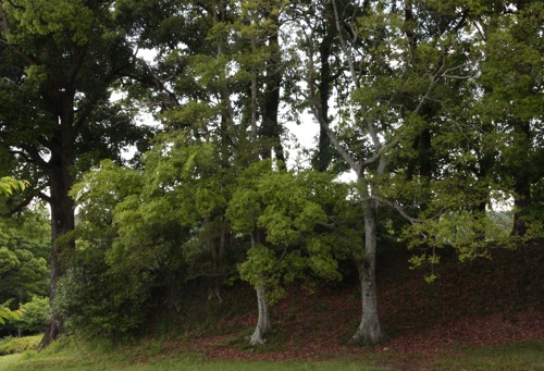 f0034733_68402.jpg