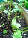 c0056437_0333949.jpg