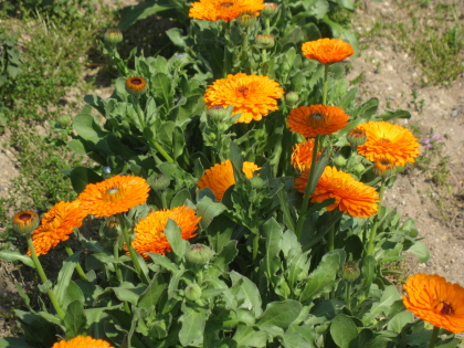 c0145449_2116032.jpg