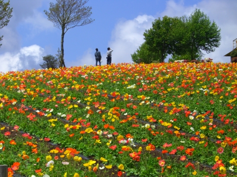 a0031155_9444095.jpg