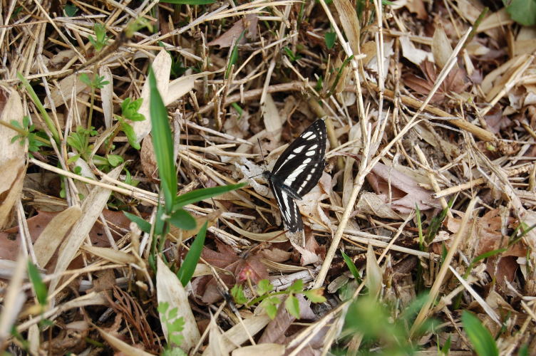 b0167762_13121647.jpg