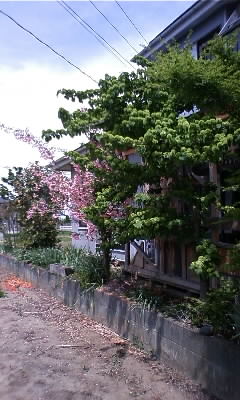 a0038370_11155952.jpg