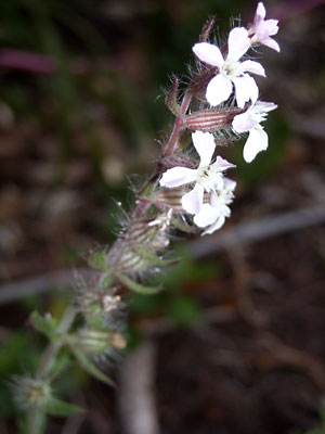 e0097770_04011.jpg