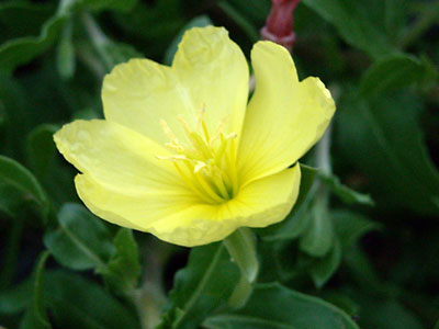 e0097770_042188.jpg