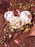 f0140174_1628449.jpg