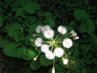 e0002676_20101793.jpg