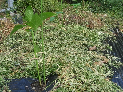 f0003283_1340452.jpg