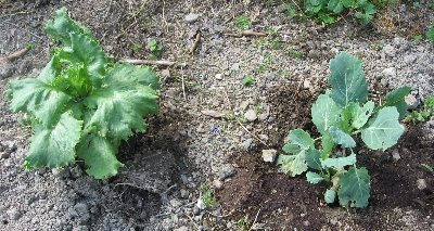 f0003283_13421499.jpg