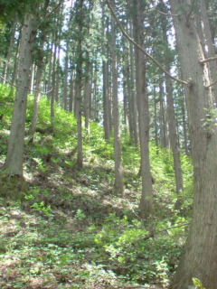 e0033384_17223798.jpg