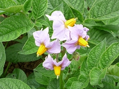 c0160488_23598.jpg