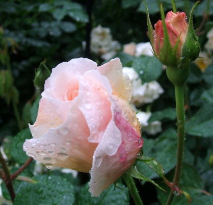 d0099791_22454559.jpg