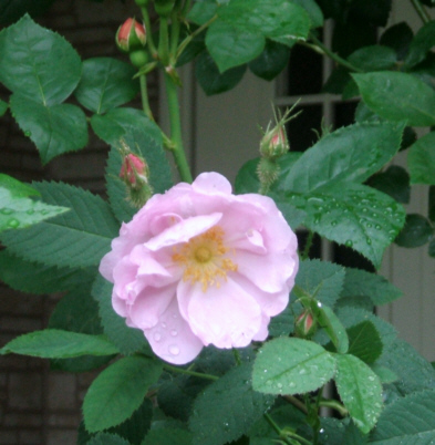 d0099791_22543328.jpg
