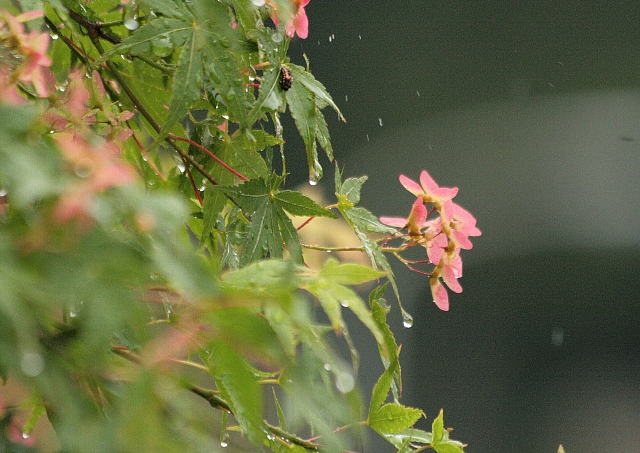d0133693_641665.jpg