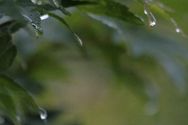 d0133693_653582.jpg