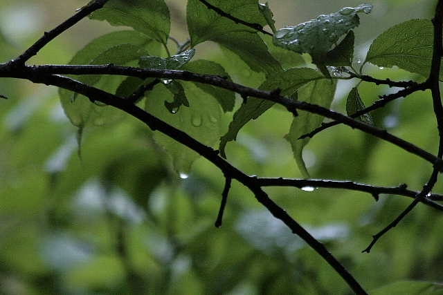 d0133693_663151.jpg