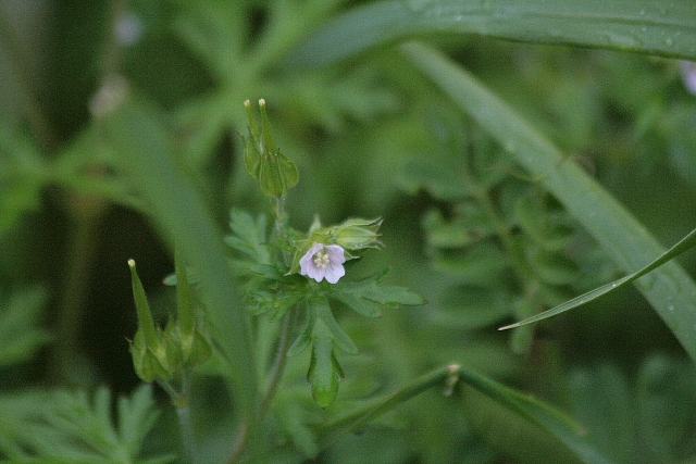 d0133693_664897.jpg