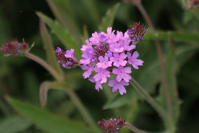 d0133693_665572.jpg