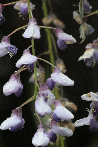 d0133693_67244.jpg