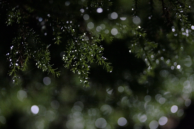 d0133693_67556.jpg
