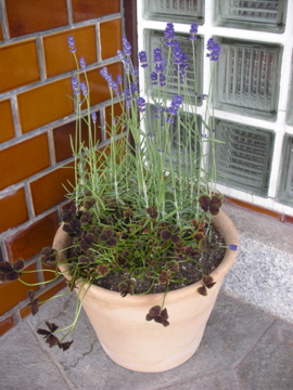 c0145209_16442889.jpg