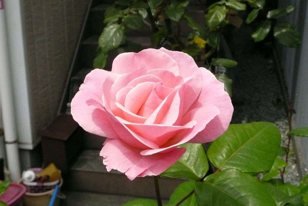 e0033229_21233273.jpg