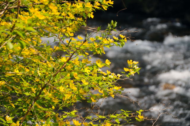 c0133133_15331094.jpg