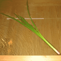 d0033734_1630327.gif