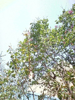 b0006537_831312.jpg