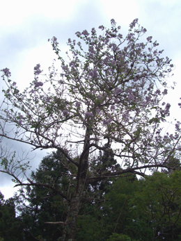 e0110940_0483634.jpg