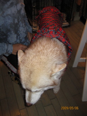 e0121548_859891.jpg