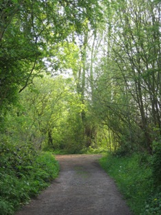 e0018350_3514826.jpg