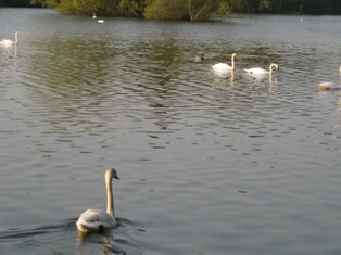 e0018350_413984.jpg