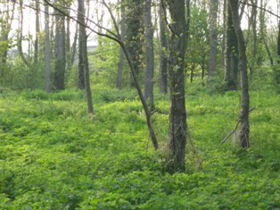 e0018350_471941.jpg