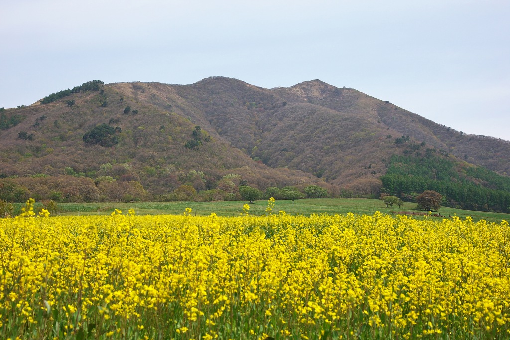 f0049152_8531641.jpg