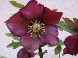 e0096862_233828.jpg